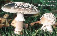GRAUER WULSTLING (AMANITA SPISSA) Bild 1